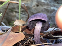 Cortinarius kioloensis