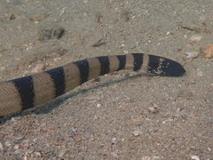 Hydrophis coggeri