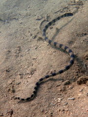 Hydrophis coggeri