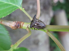 Alcimocoris japonensis