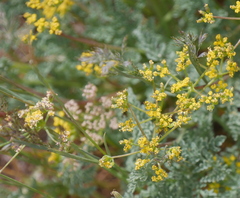 Lomatium grayi