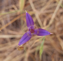 Brodiaea elegans elegans