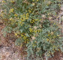 Lomatium grayi