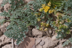 Lomatium grayi