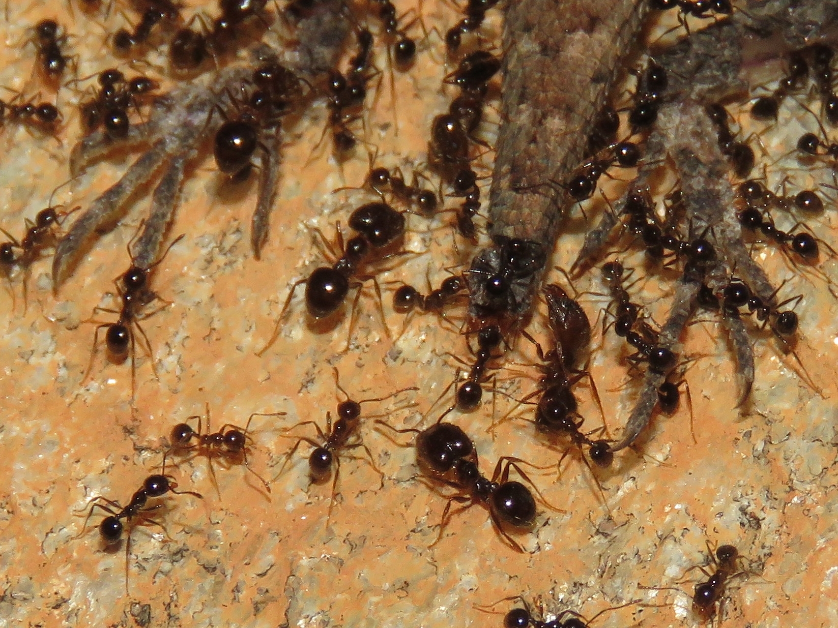 Pheidole gertrudae