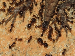 Pheidole