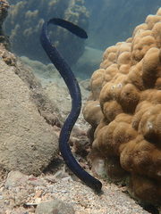 Egg-Eating Sea Snake photo 5