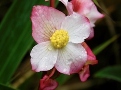 Begonia erythrocarpa