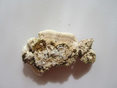 Polyporales