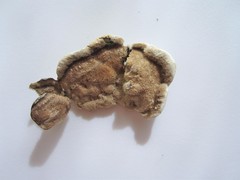 Polyporales
