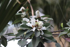 Magnolia maudiae