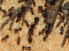 Pheidole