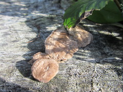 Polyporales