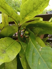 Beilschmiedia alloiophylla