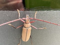 Aegolipton marginale