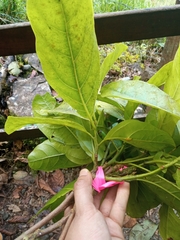 Beilschmiedia alloiophylla
