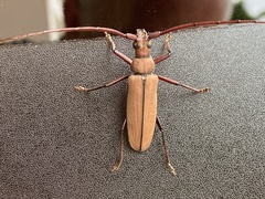 Aegolipton marginale