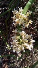 Cynanchum floriferum image