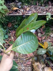 Pouteria lucuma