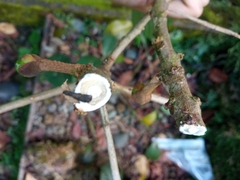Pouteria lucuma
