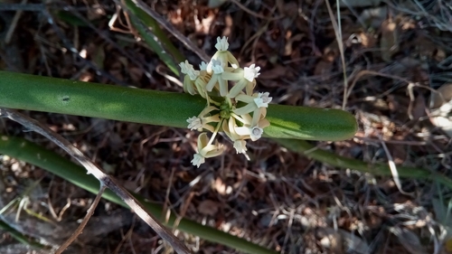 Cynanchum floriferum image