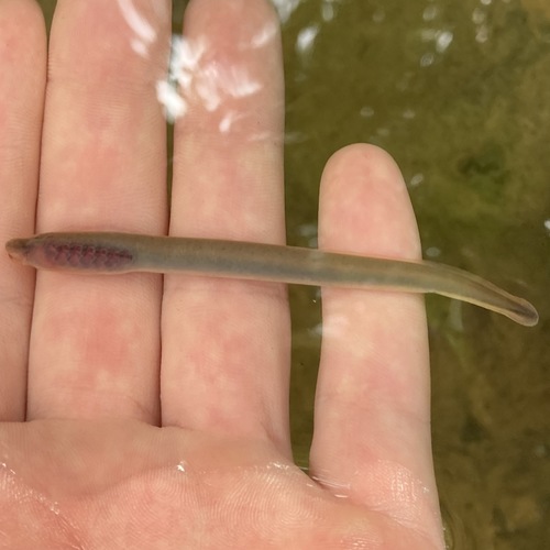 Allegheny brook lamprey (Ichthyomyzon greeleyi) — Petromyzontidae