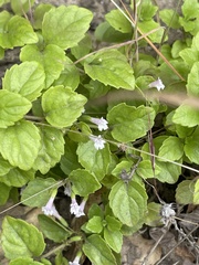 Clinopodium douglasii