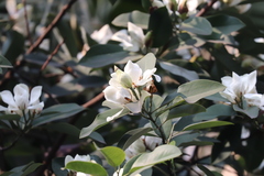 Magnolia maudiae