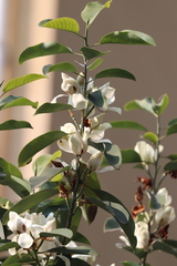 Magnolia maudiae