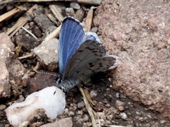 Celastrina echo sidara