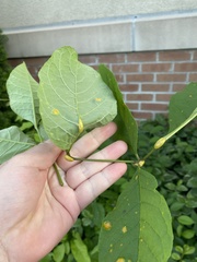 Puccinia sparganioidis
