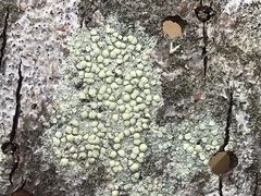 Lecanora confusa