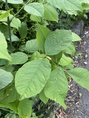 Puccinia sparganioidis