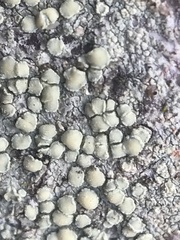 Lecanora confusa