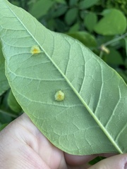 Puccinia sparganioidis