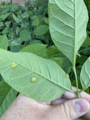 Puccinia sparganioidis
