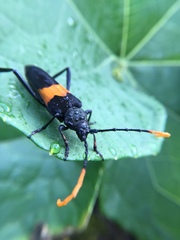 Embrikstrandia bimaculata