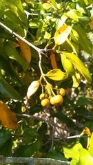 Coptosperma