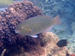 Scarus globiceps