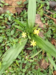 Curculigo orchioides