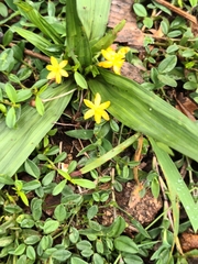 Curculigo orchioides