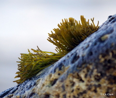 Ahnfeltiopsis concinna