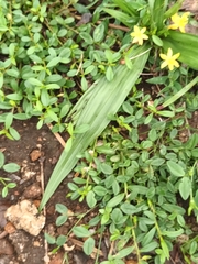 Curculigo orchioides