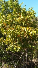 Coptosperma