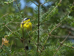 Setophaga magnolia image