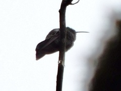 Colibri cyanotus