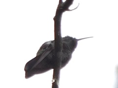Colibri cyanotus