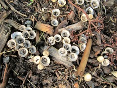 Cyathus olla