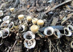 Cyathus olla