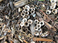 Cyathus olla